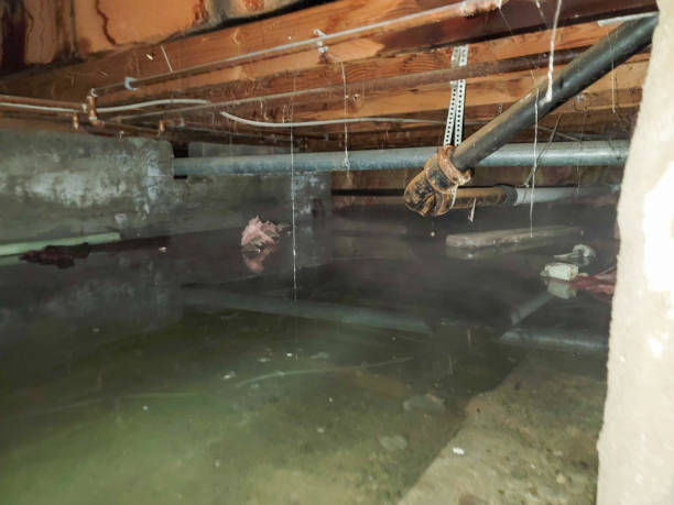 Best Flood restoration services  in Aromas, CA