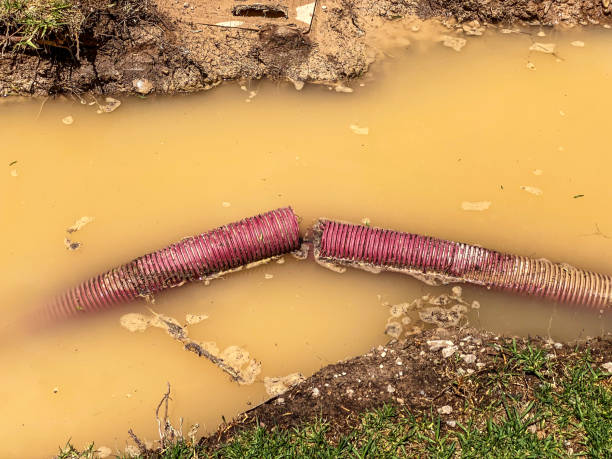 Best Mold removal after water damage  in Aromas, CA